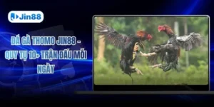 Đá Gà Thomo JIN88 – Quy Tụ 10+ Trận Đấu Mỗi Ngày